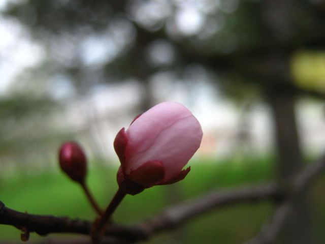 Bud