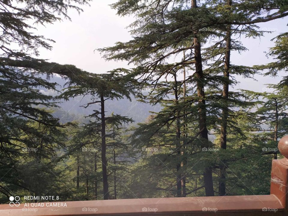 Green Valley: Shimla, The Green Valley is surrounded by verdant hills on all sides that are covered with thick forests of pine and deodar. It is not uncommon to sight some Yaks wandering and grazing around in the valley.