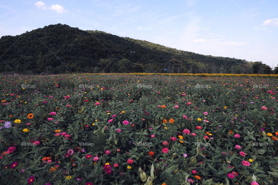 在铜鉴湖看花