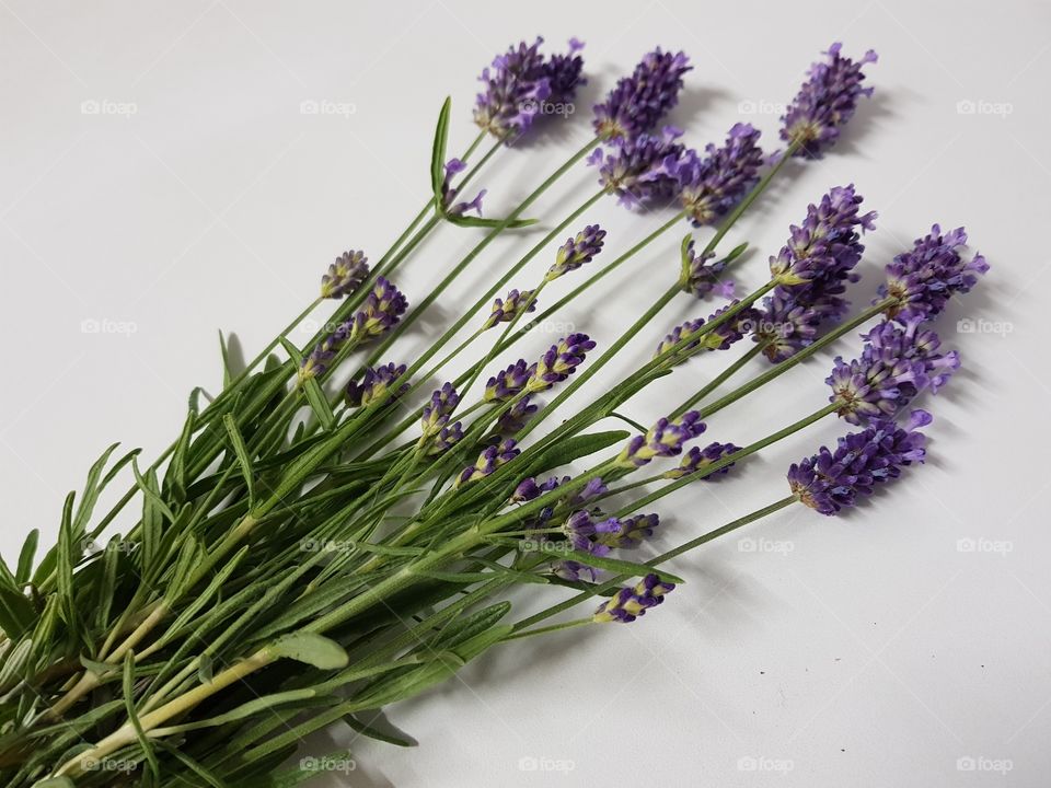 Lavender on white background