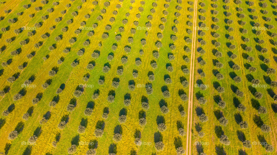 colorful accurate olive grove in Alentejo Portugal 