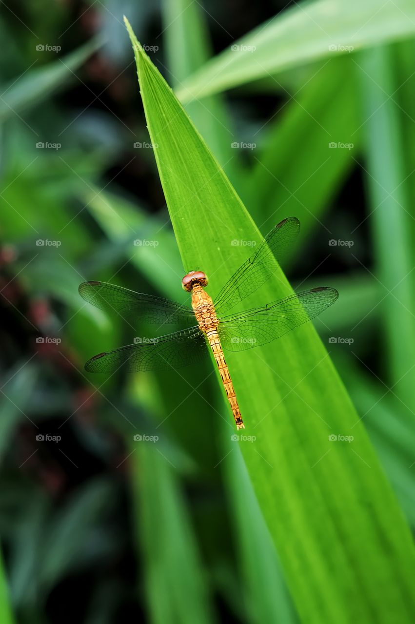 Dragonfly
