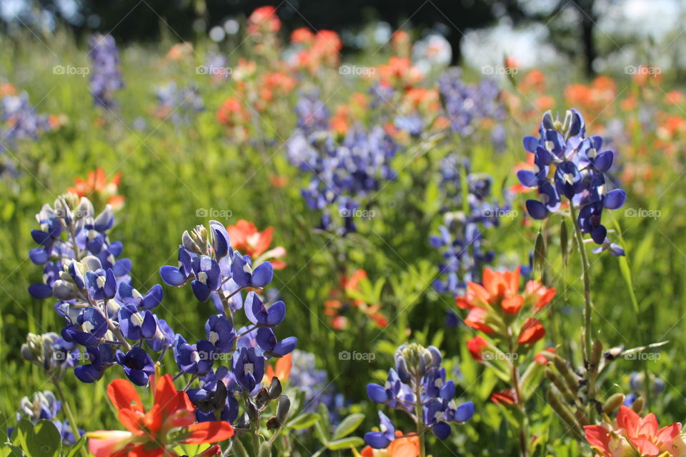 Bluebonnets and Indian paintbrushes 