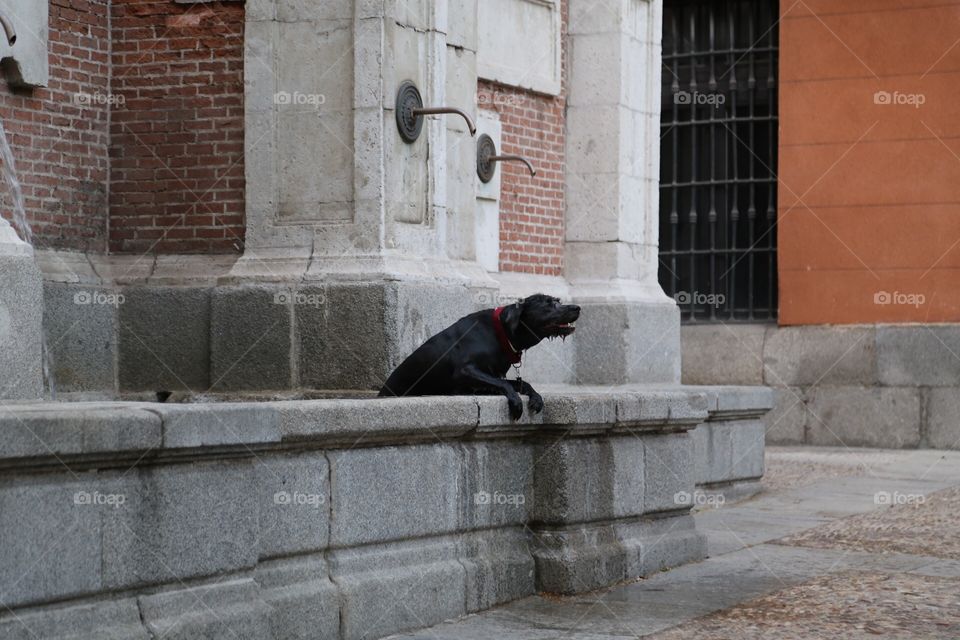 Dog playing in the Fontaine 