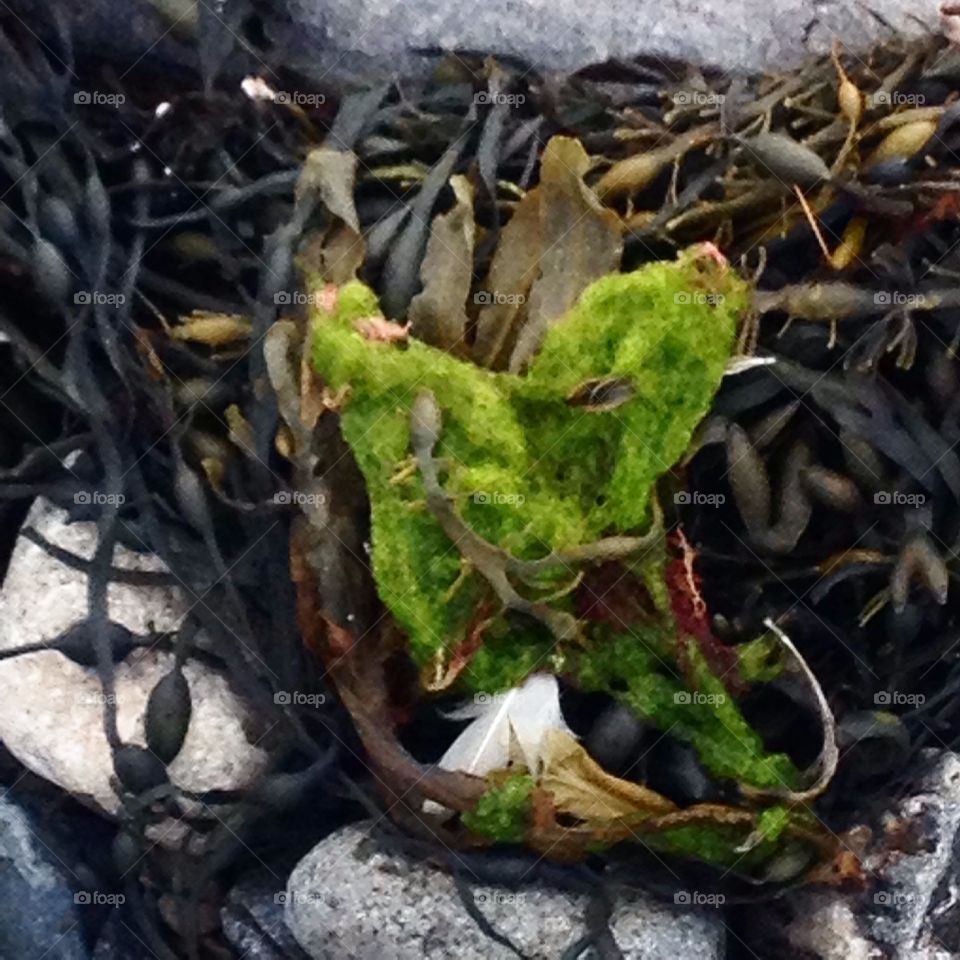 Seaweed