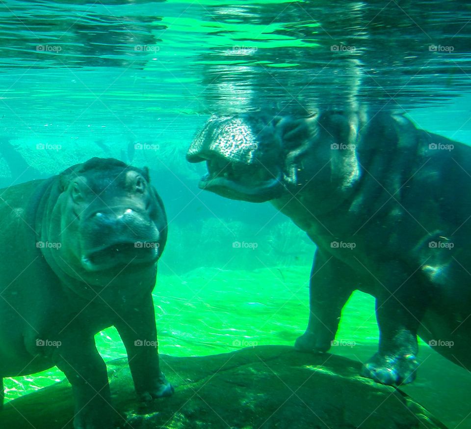 Baby hippo at San Diego zoo