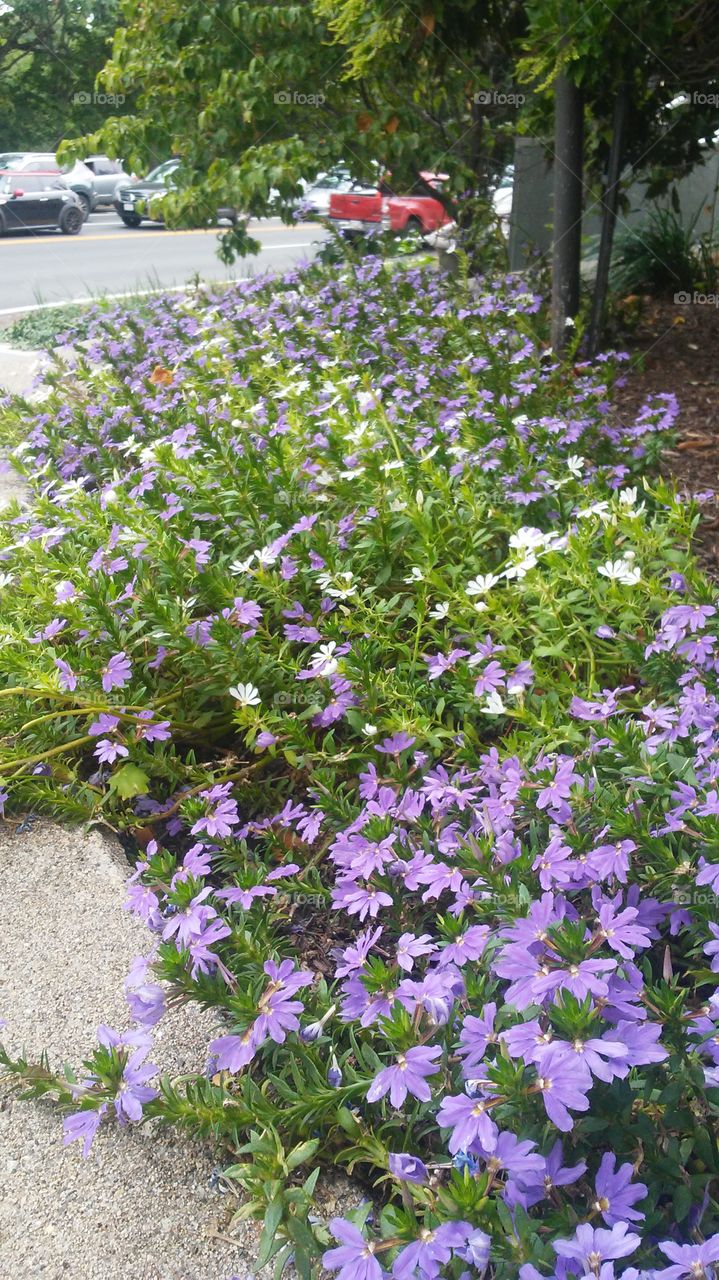 Flower, Flora, Garden, Nature, Leaf