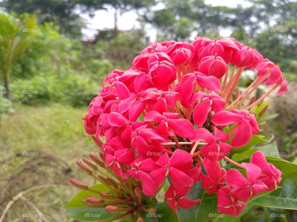 red flower