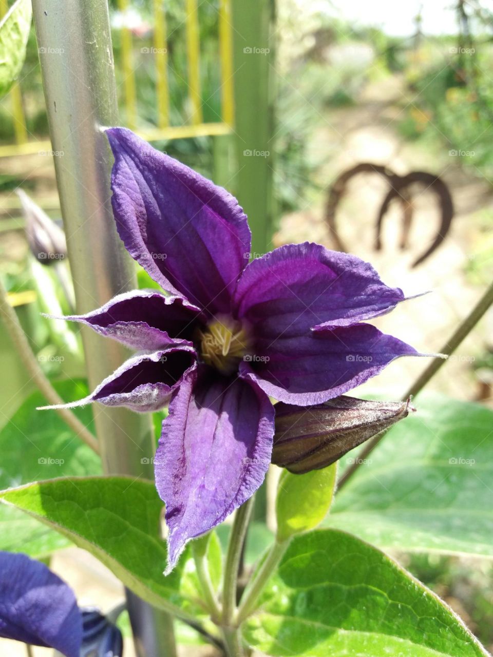 Beautiful purple color