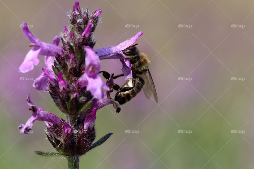 Bee sucking nectar