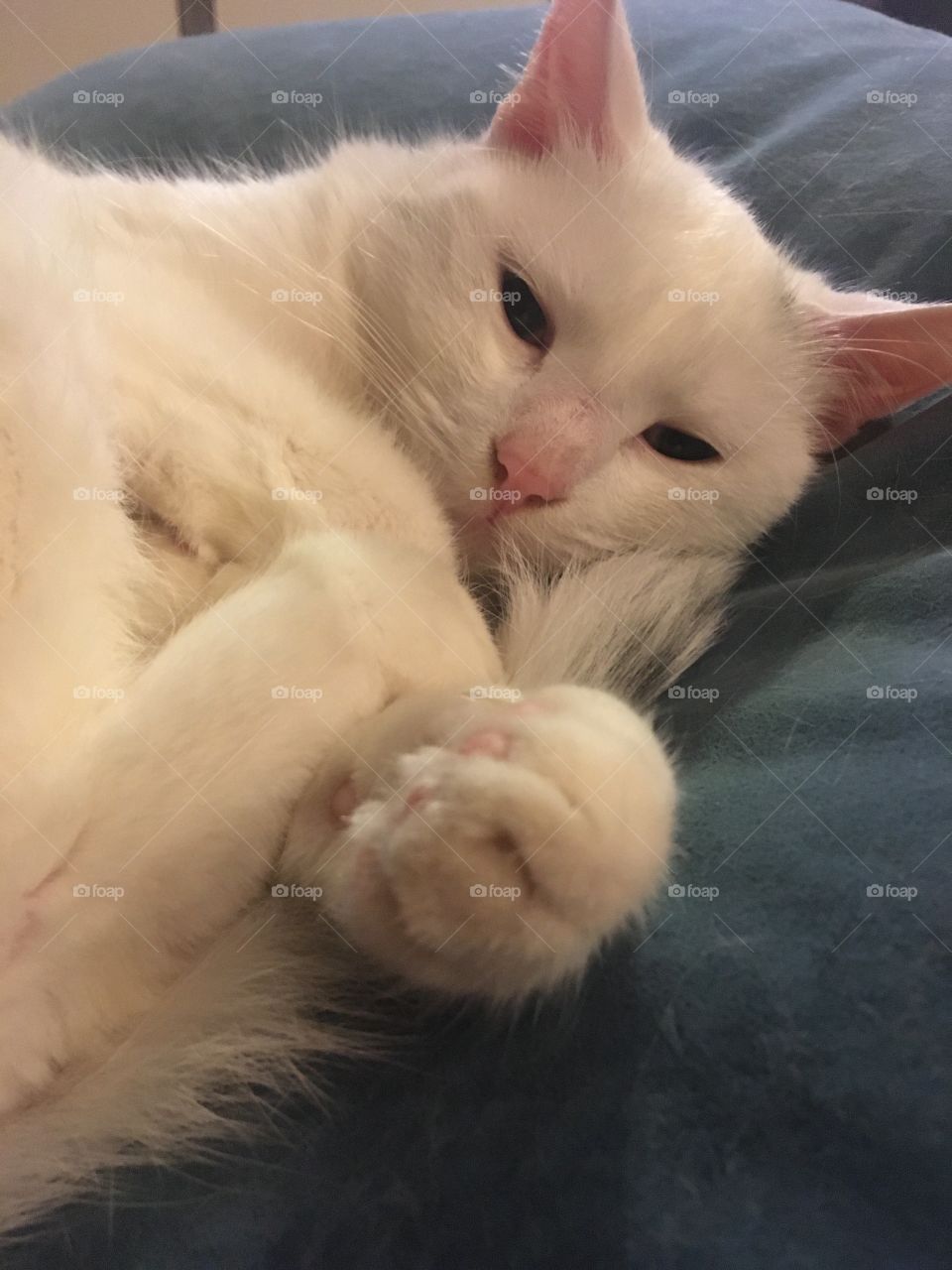 White cute cat is sleeping 