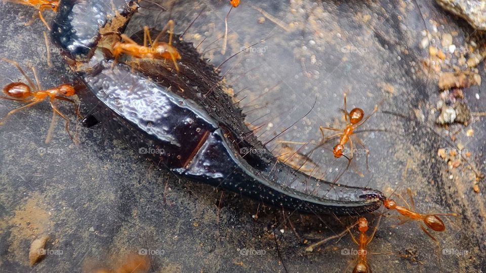 ants eating a scorpion leg