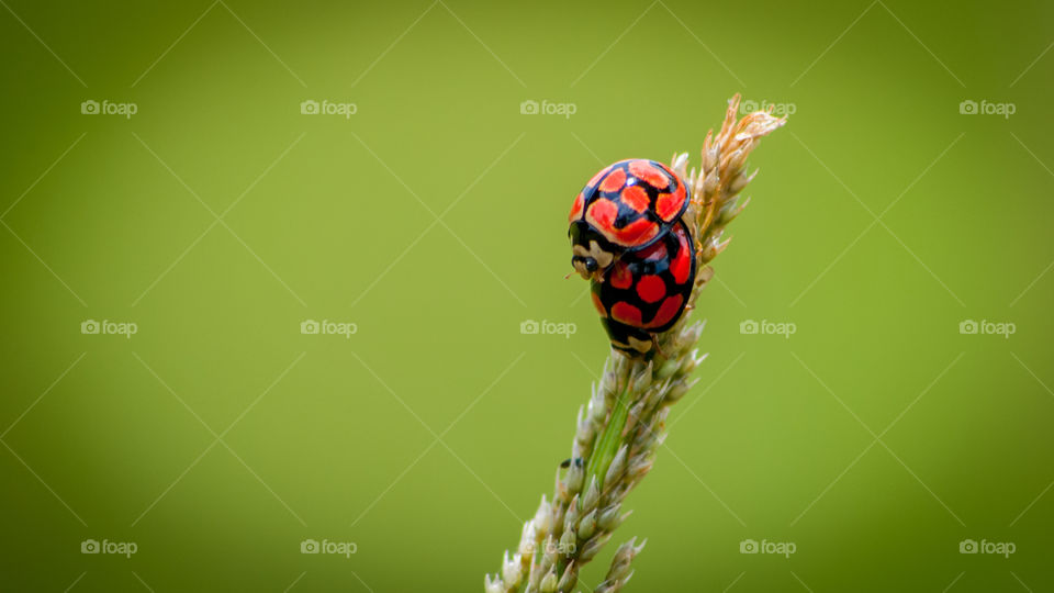 Ladybug on grass green in background 