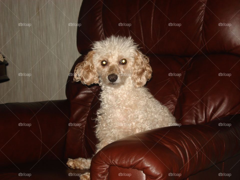 Apricot Poodle small in size, family pet sitting in brown chair for portrait photo. Family pet dog, canine, he's a rescue too.🐾🐩 Curly hair with puppy cut style.