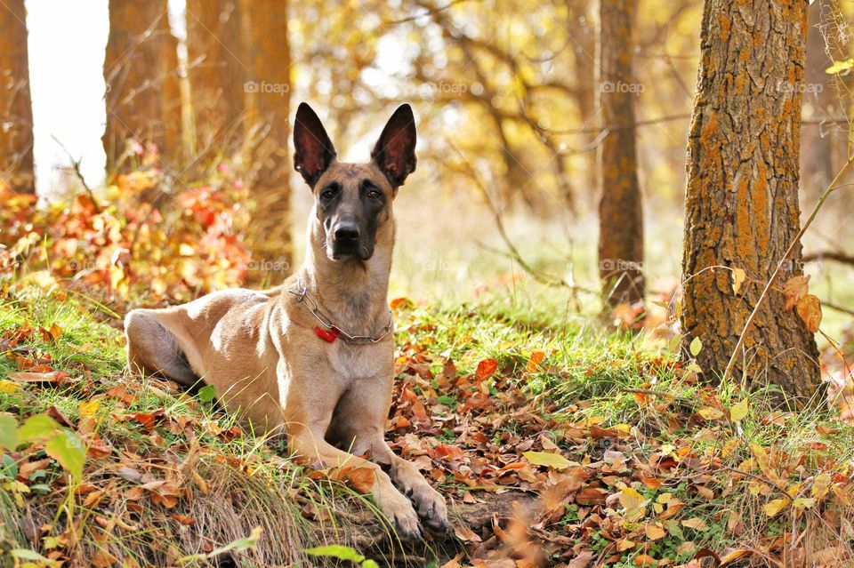 Belgian shepherd malinois dog in magical forest