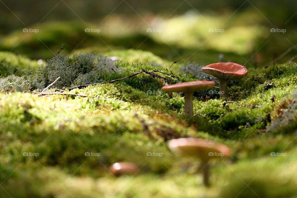natur skog mushrooms skogen by mbfoto