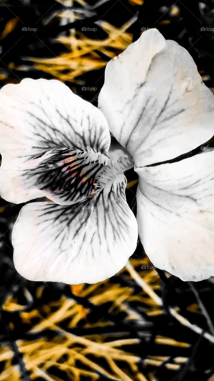 White tinted flower