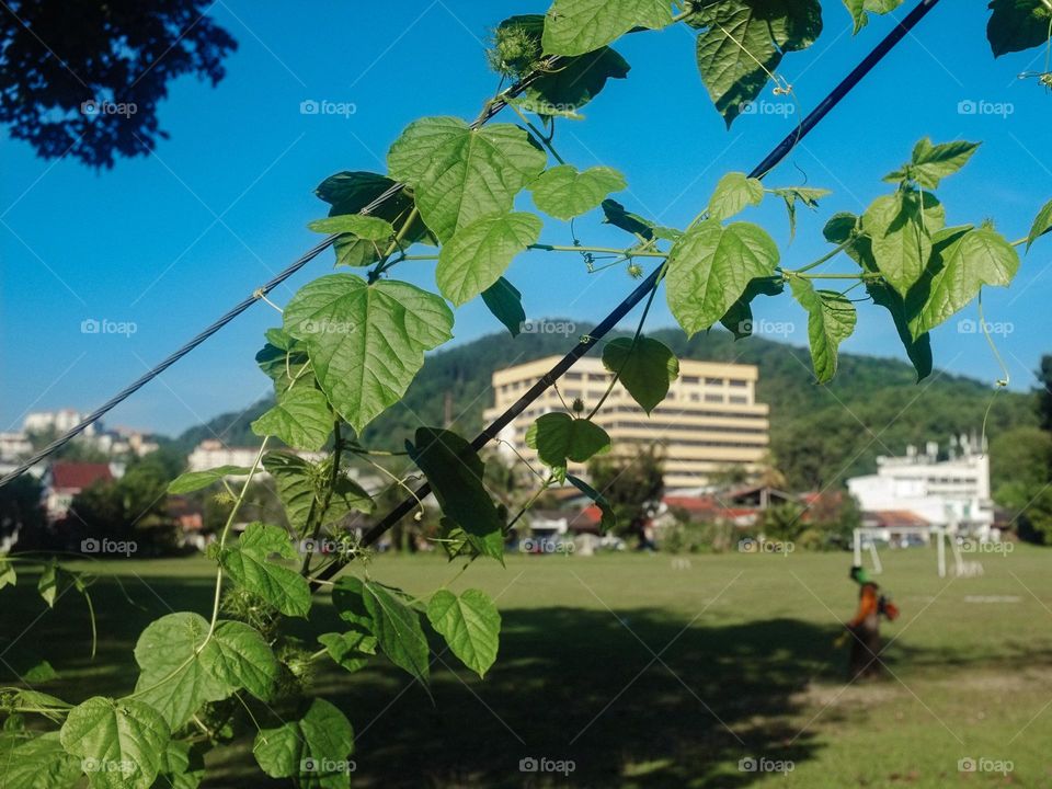 Close up of tropical climbing plant against a green field setting