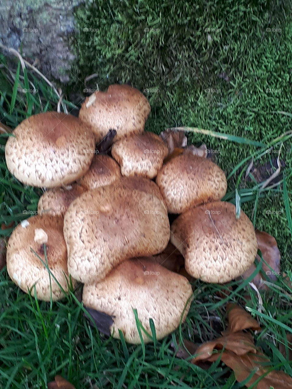 Fungus, Mushroom, Boletus, Edible, Fall