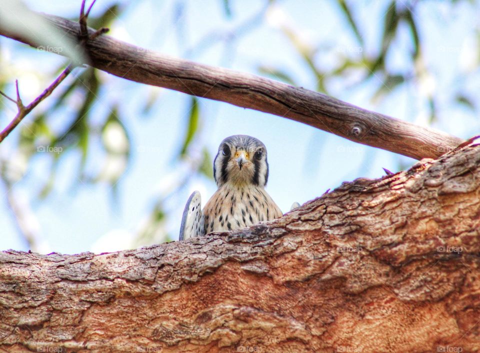 American Kestrel, looking down