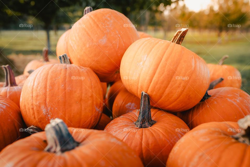 Halloween pumpkins 