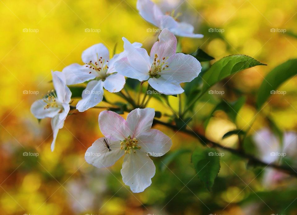 Spring Bloom