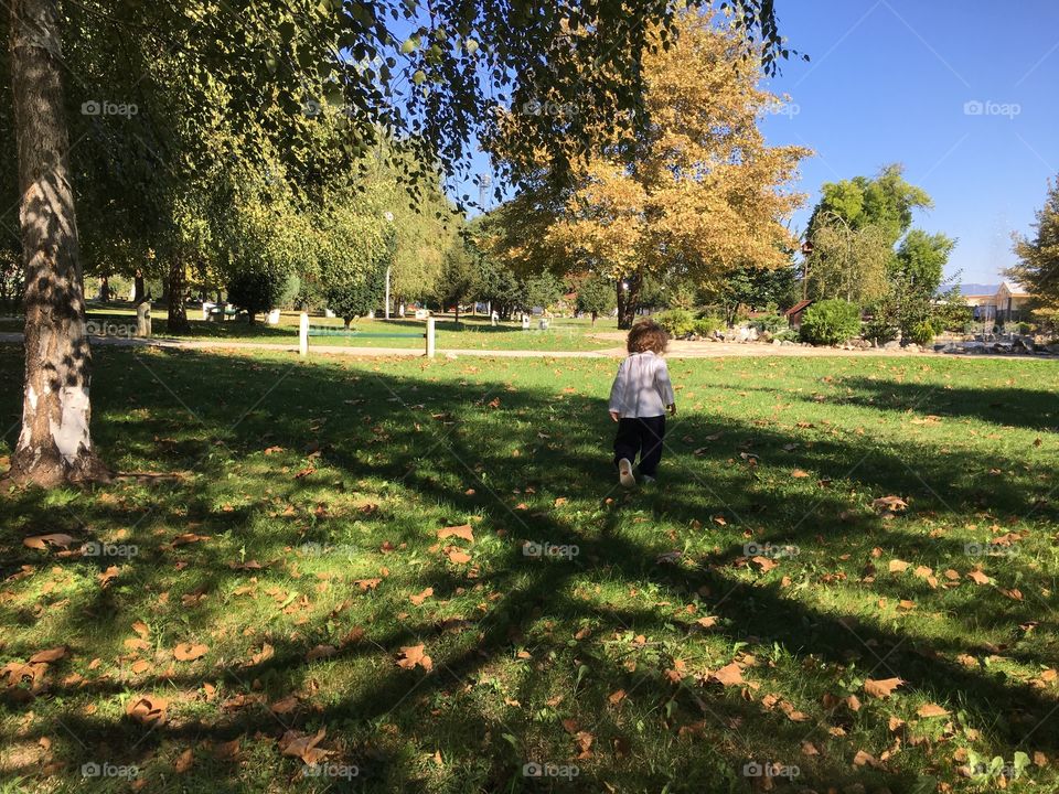 Trees in the park