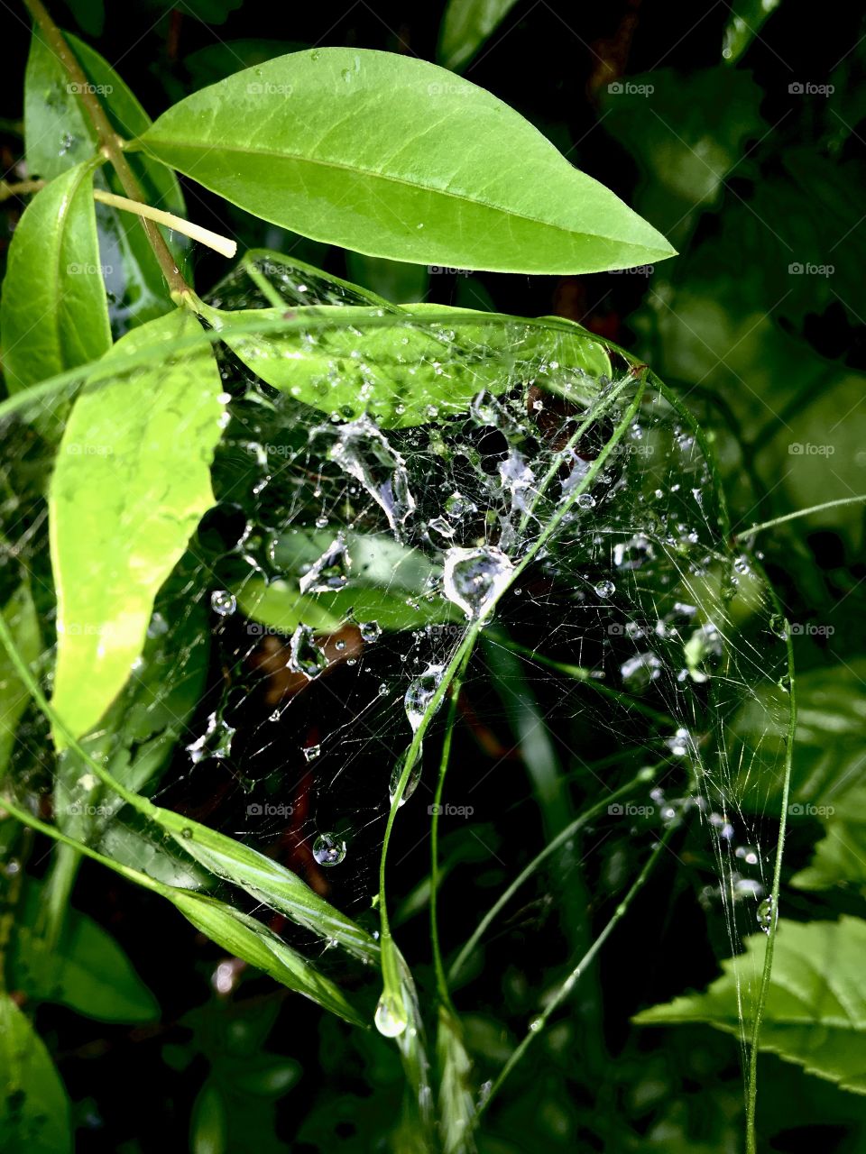 Raindrops like a heart