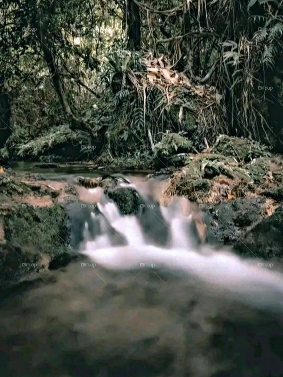 A most beautiful and attractive view in the forest.