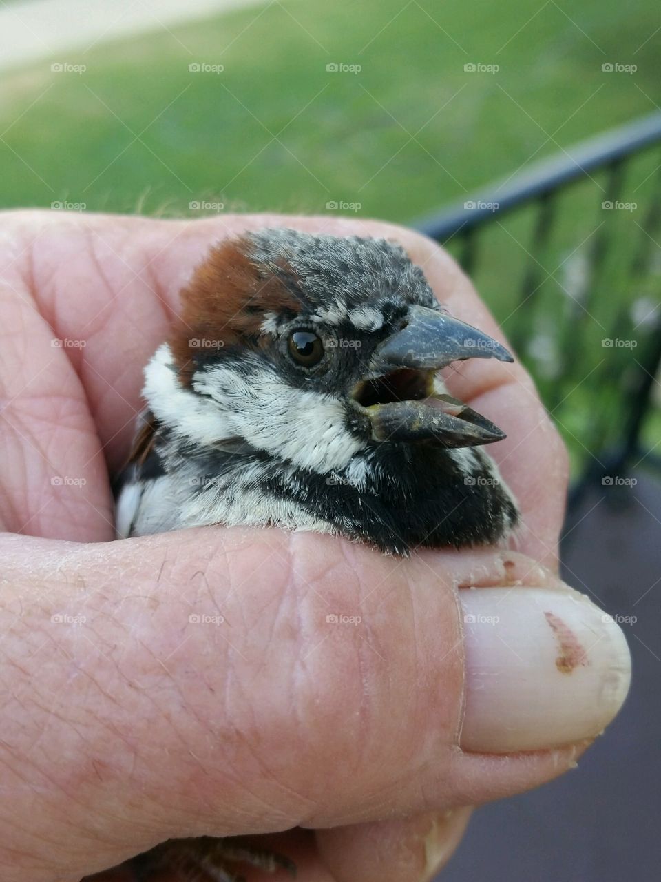 Human hands holding small bird