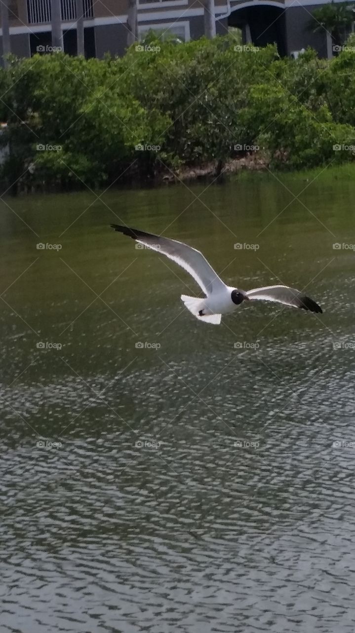 black headed gull. Tampa Bay