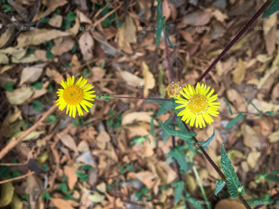 Small Yellow flowering plant