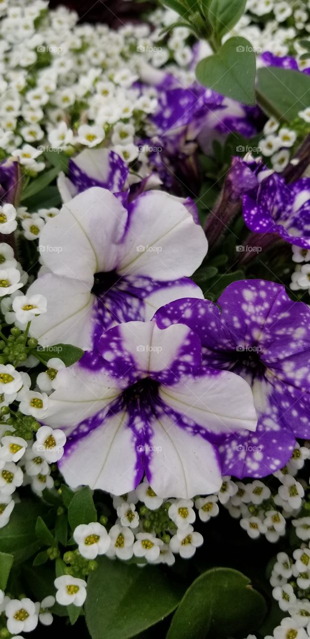 Purple White  flowers