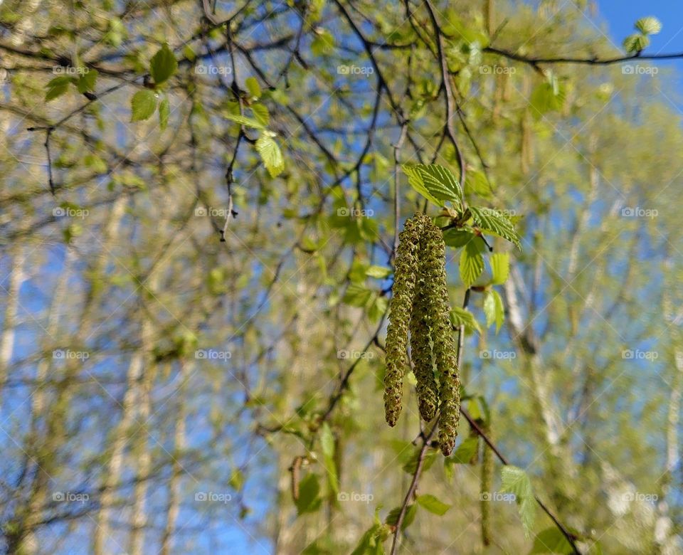 First signs of spring💚 Nature awakens💚 Birch Grove💚