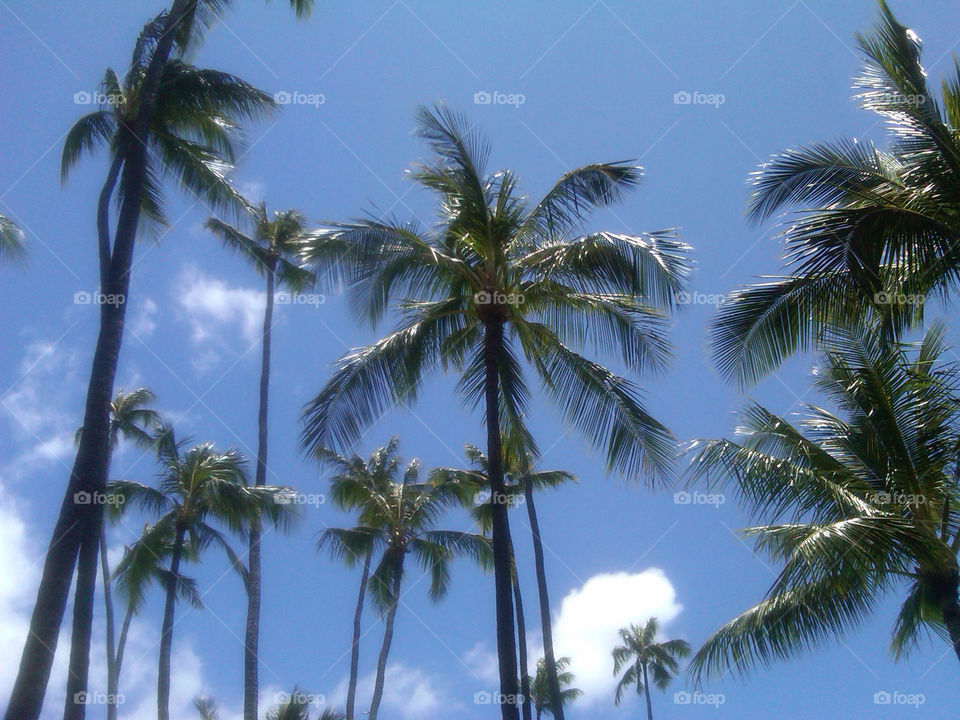 sky vacation paradise palm trees by s3simm