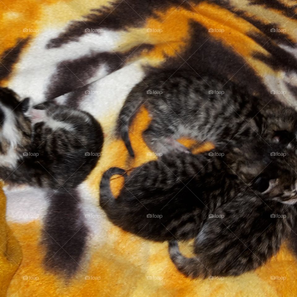 new born baby kitten kit kittens