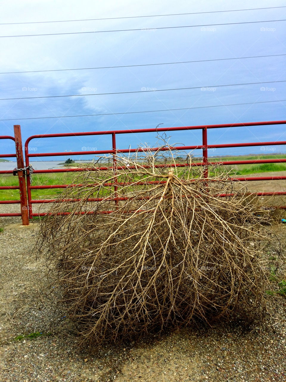 tumbleweed