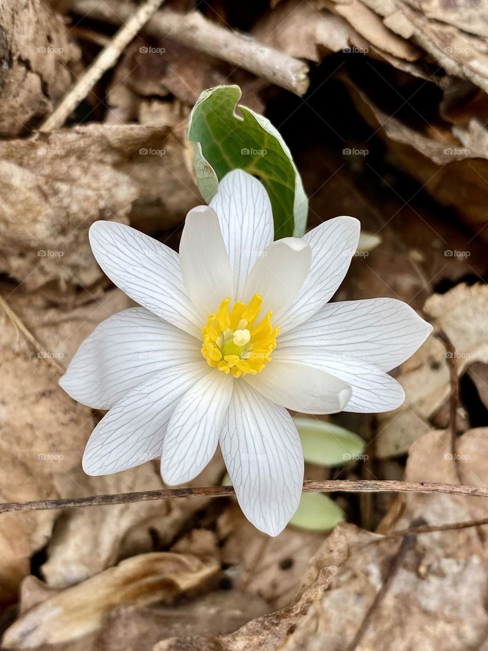 An early spring wildflower growing through a carpet of brown fallen leaves