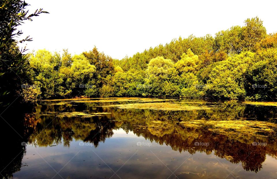 Reflection of trees on lake