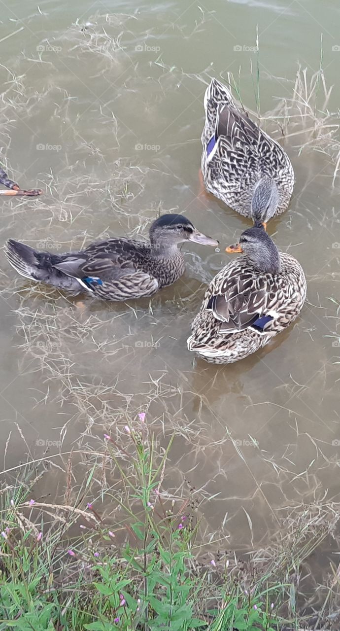 three ducks in the lake of Roana, Italy