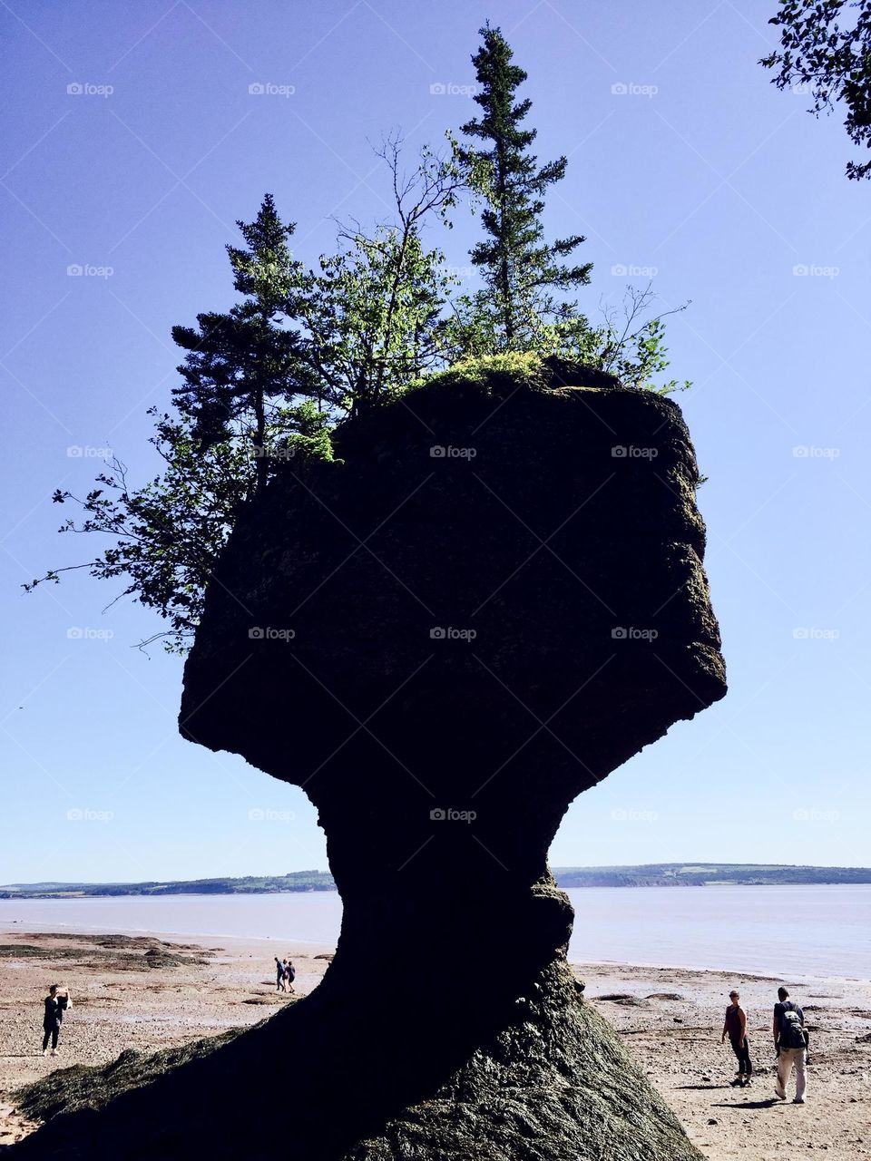 A flower pot at Hopewell Rocks.