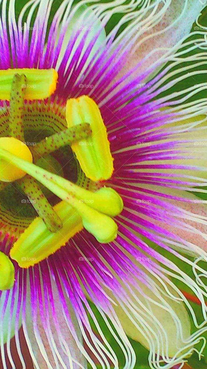 "Pink Passion Flower "