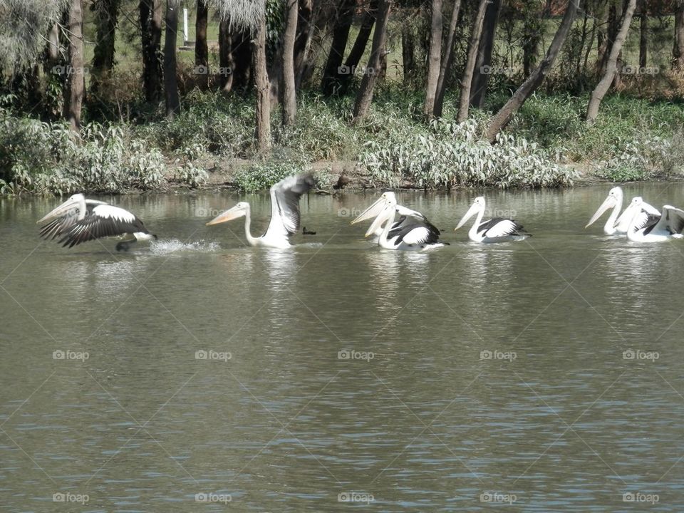 Pelicans