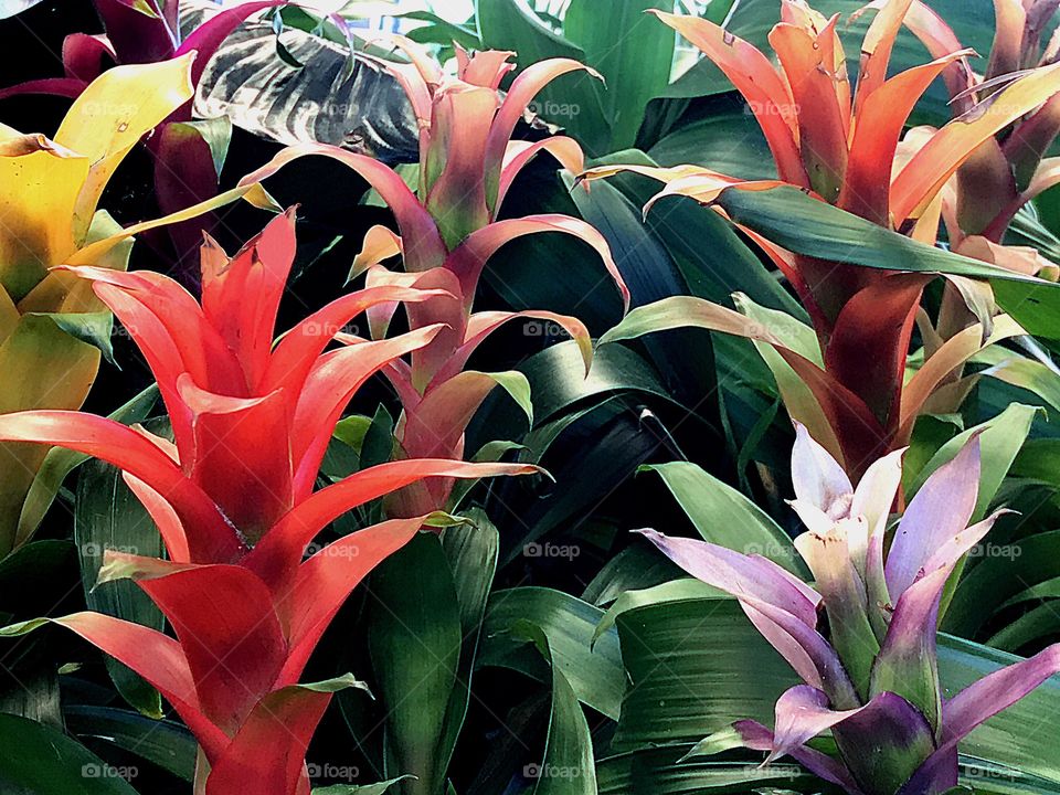 Gardening-Growing beautiful colorful Bromeliads. 