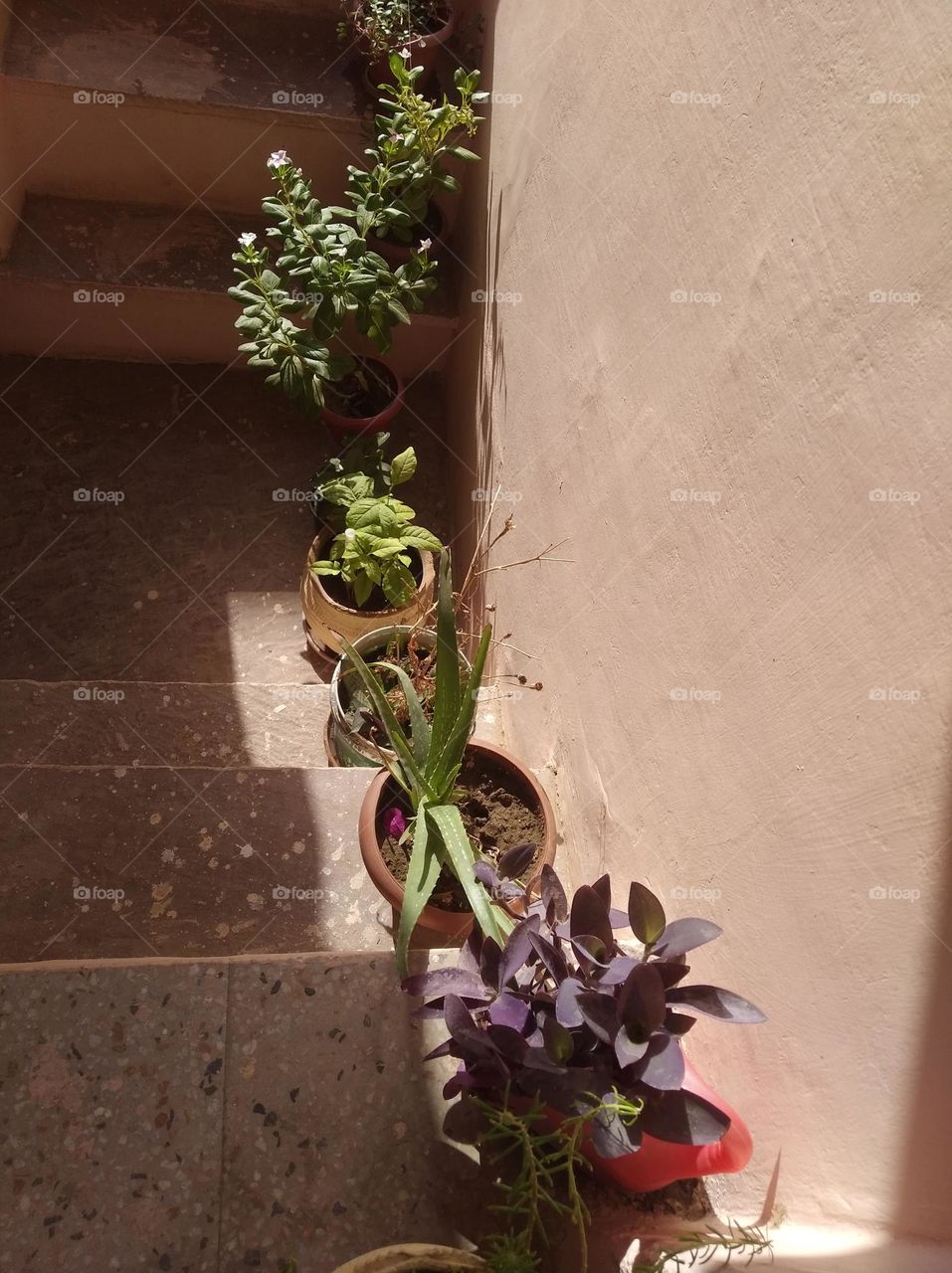 flower pots on stairs green plant shurb small in size fresh seasonal looking very beautiful