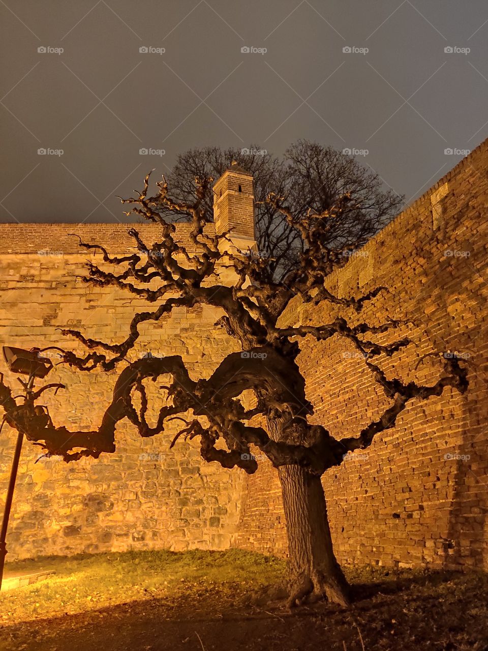Belgrade Serbia night scenery tree in Kalemegdan fortress