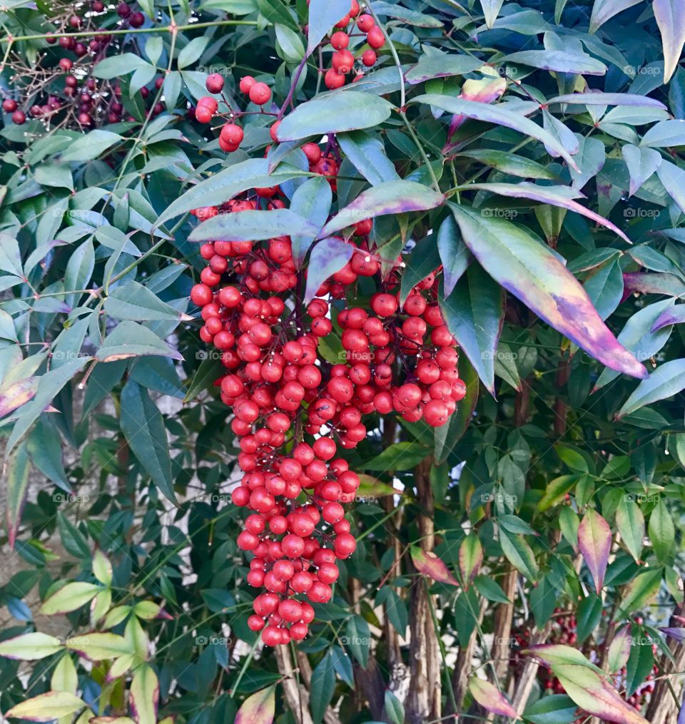 Red Berries on Tree