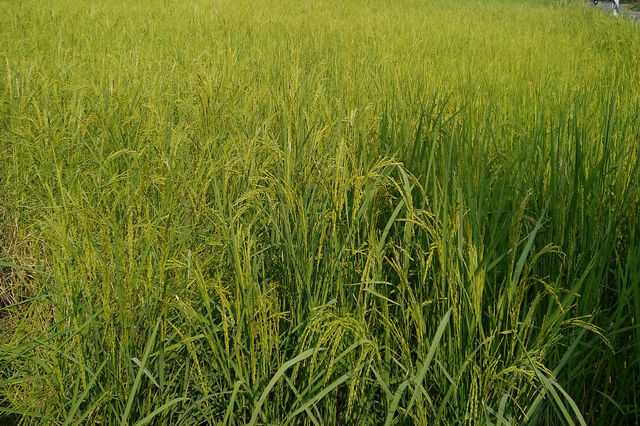 Rice Farming (Agriculture Field)