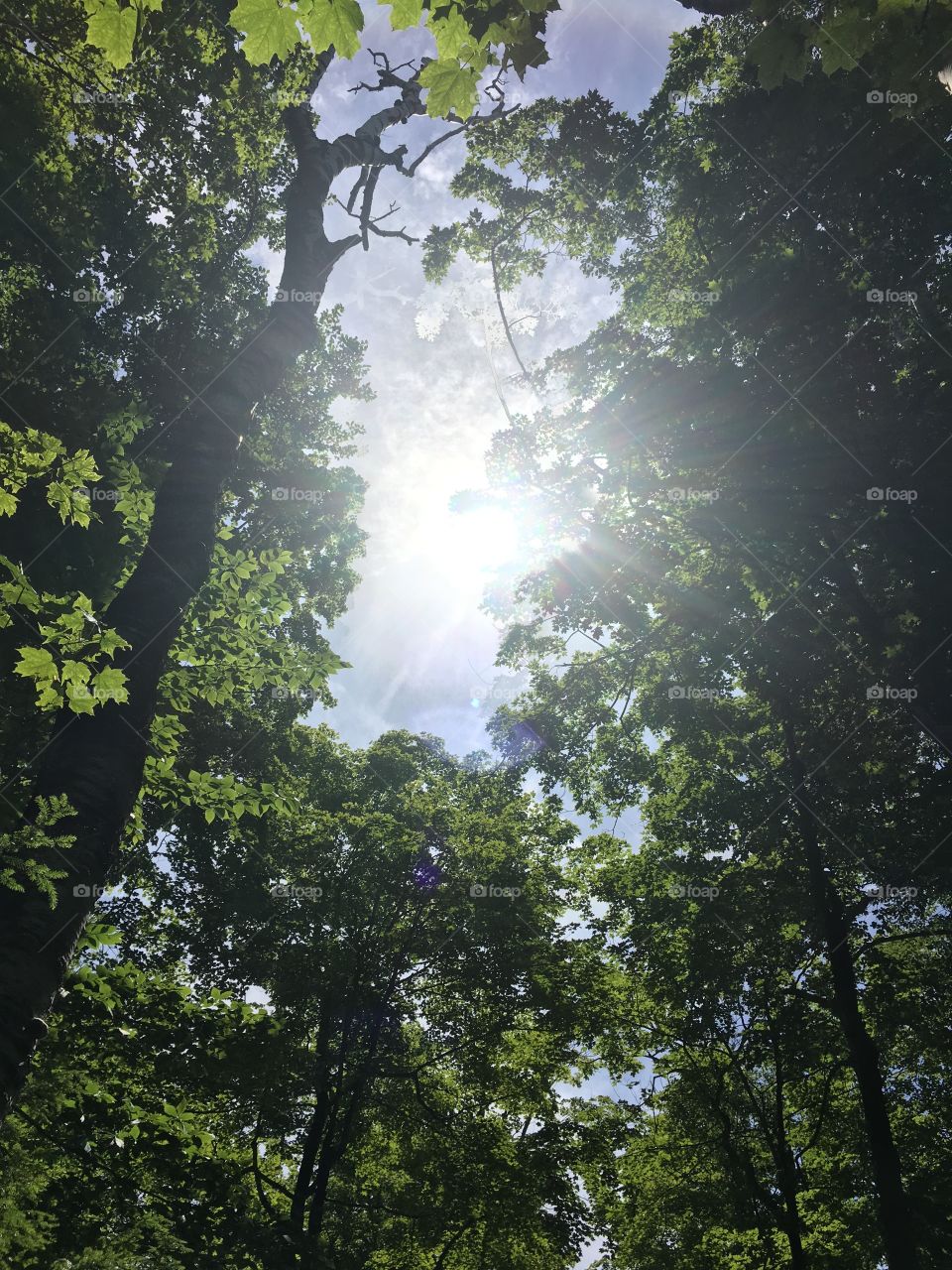 Tree, Wood, Nature, Leaf, No Person