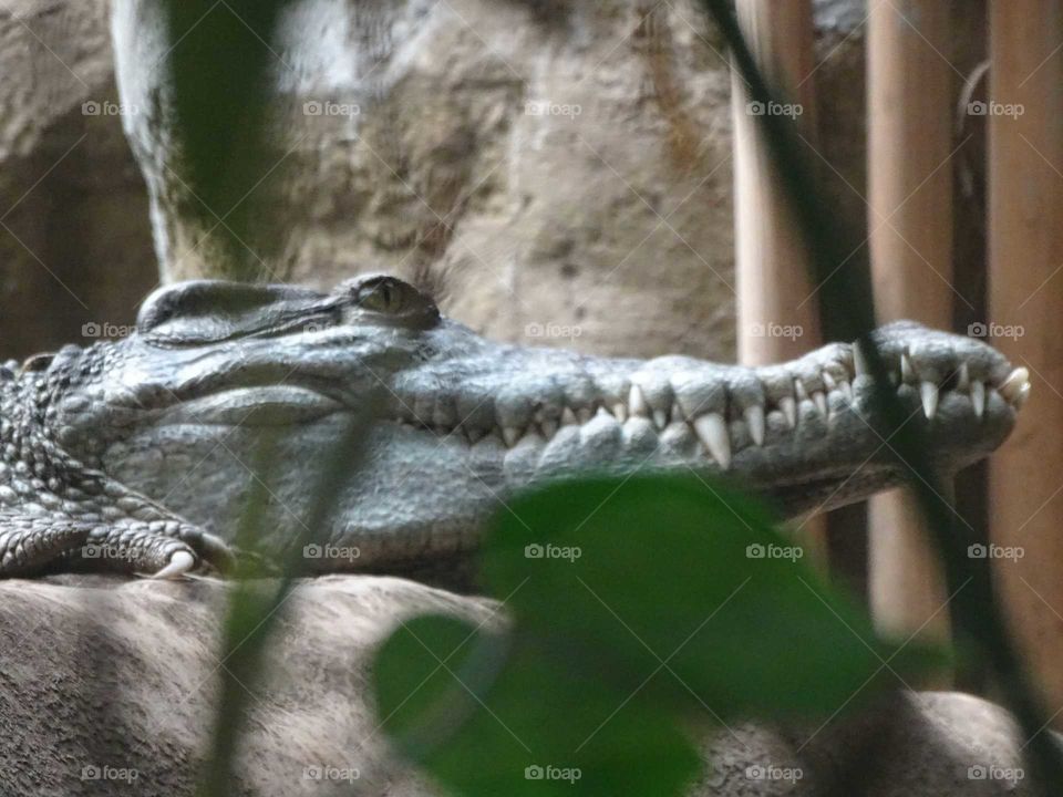 Crocodile
